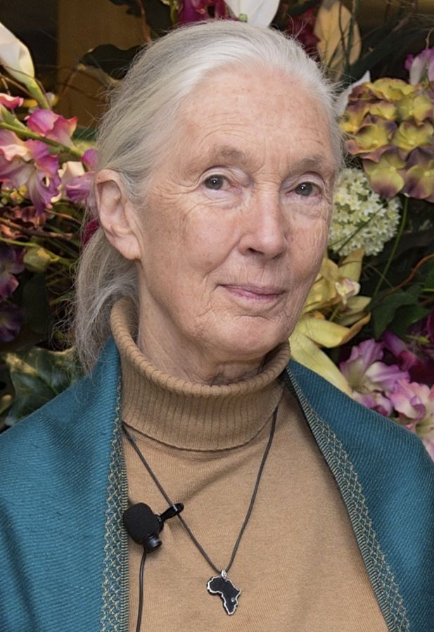 Portrét – Jane Goodallová